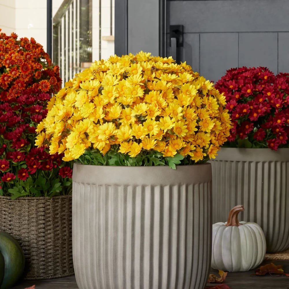 The EverFall Mum - A Perfect Fall Porch, Effortlessly