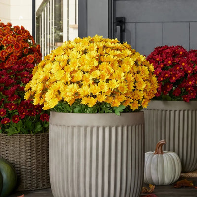 The EverFall Mum - A Perfect Fall Porch, Effortlessly