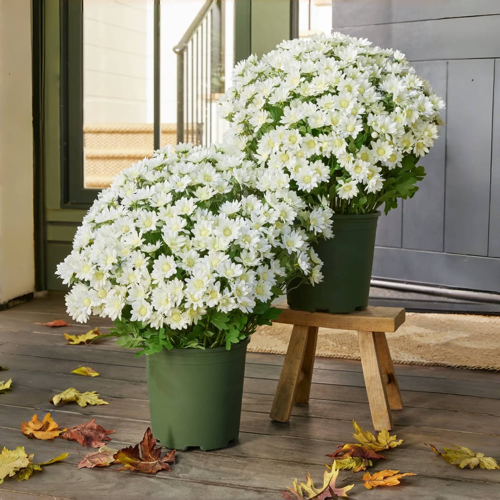 The EverFall Mum - A Perfect Fall Porch, Effortlessly