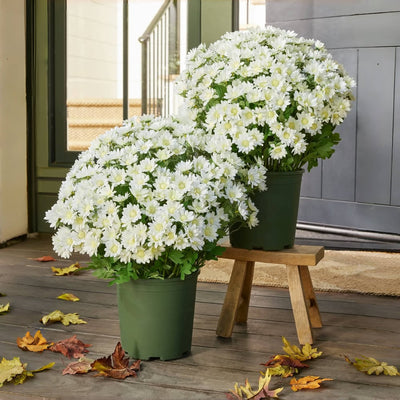 The EverFall Mum - A Perfect Fall Porch, Effortlessly
