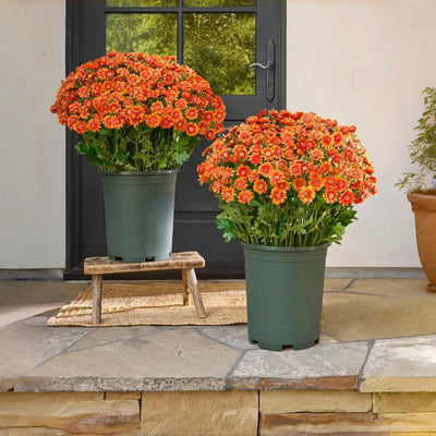 The EverFall Mum - A Perfect Fall Porch, Effortlessly