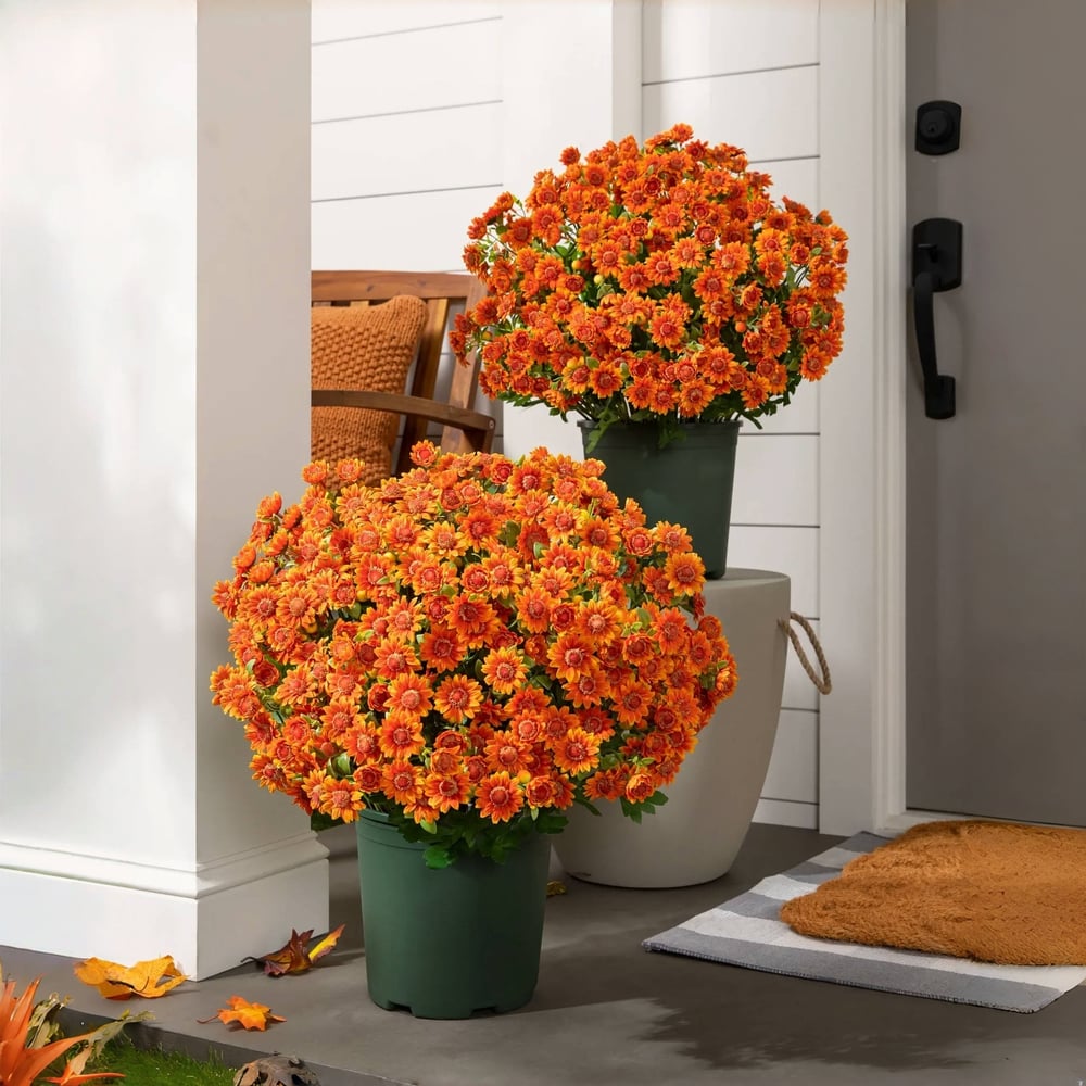 The EverFall Mum - A Perfect Fall Porch, Effortlessly