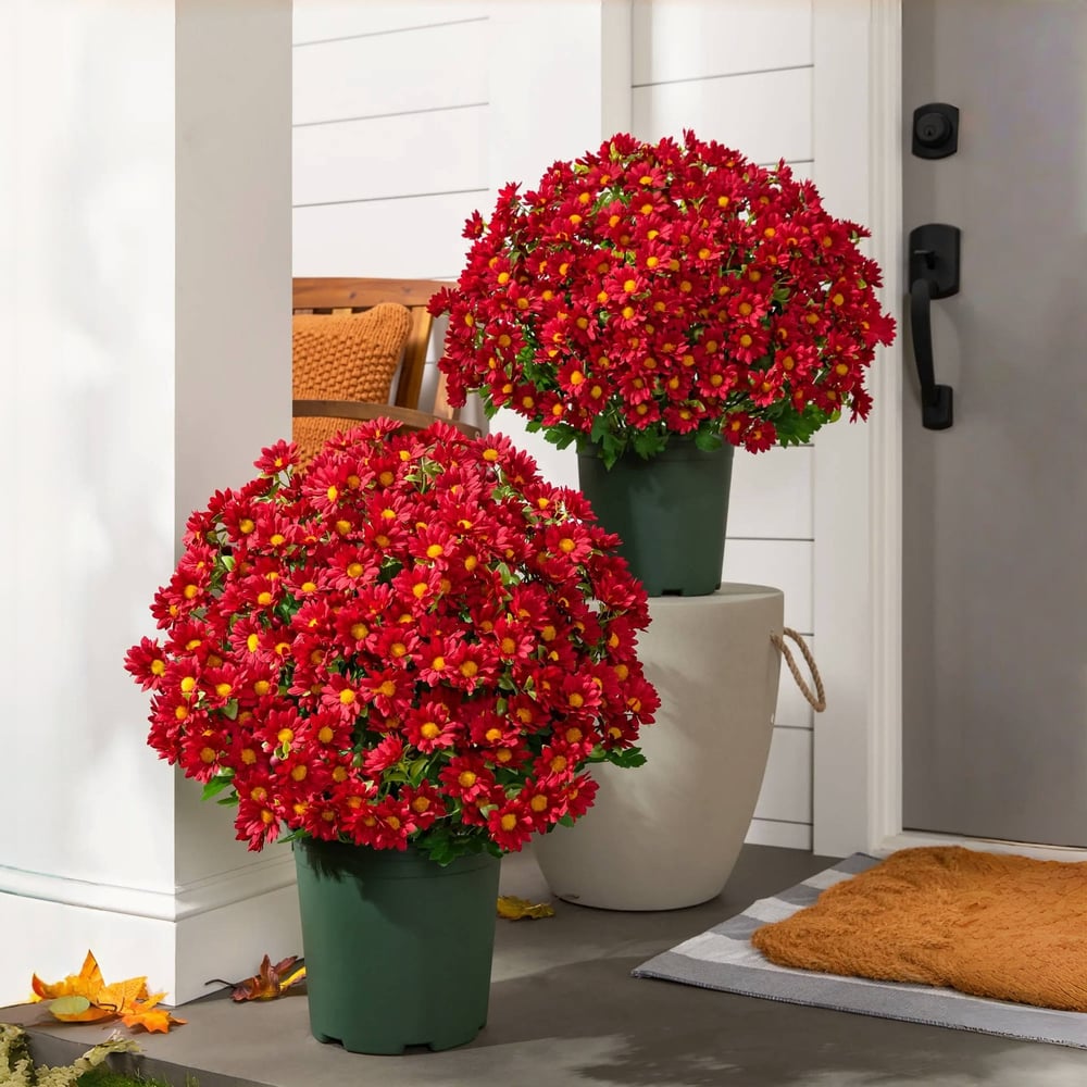 The EverFall Mum - A Perfect Fall Porch, Effortlessly