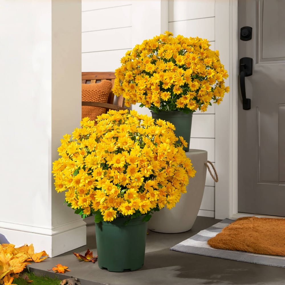 The EverFall Mum - A Perfect Fall Porch, Effortlessly