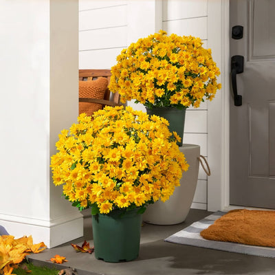 The EverFall Mum - A Perfect Fall Porch, Effortlessly